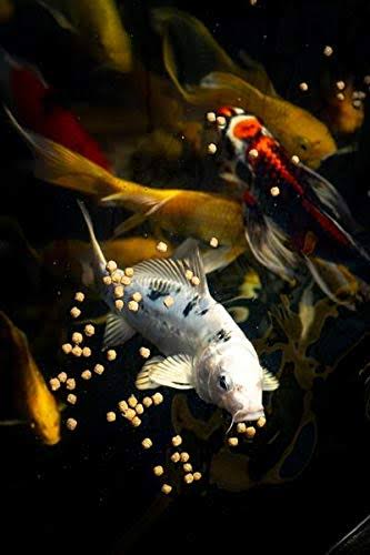 25 lbs Wheat Germ Koi and Goldfish Food K4587