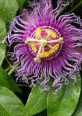 Purple Passion Fruits Passiflora Edulis Live Plants G776