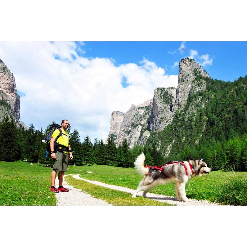 Dog Pulling Harness A568