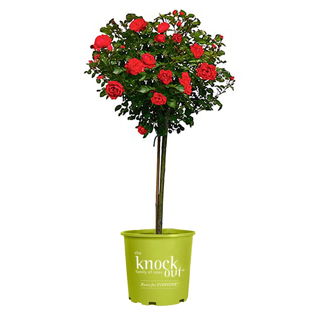 Rose Plant with Cherry Red Blooms 3 Gallon I491