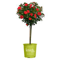 Rose Plant with Cherry Red Blooms 3 Gallon I491