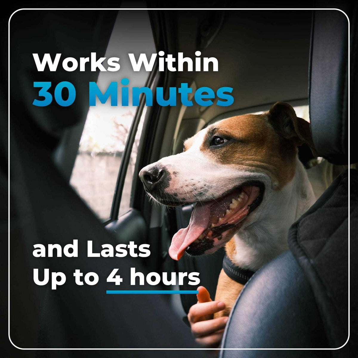 Calming Supplement for Dogs G2776