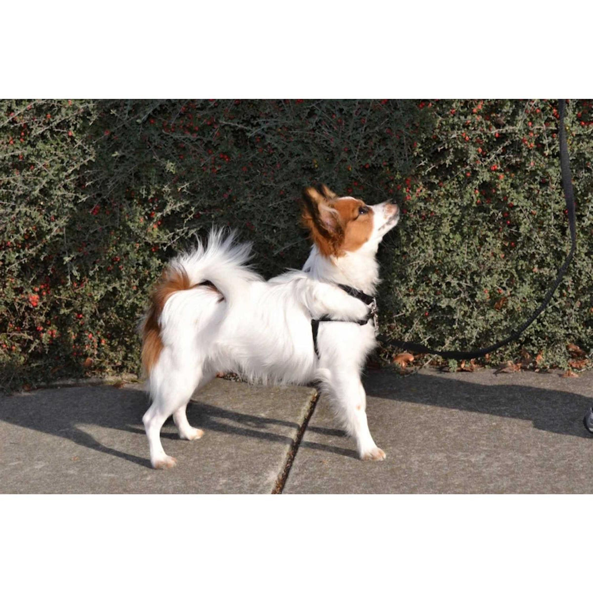 No Pull Dog Harness B234