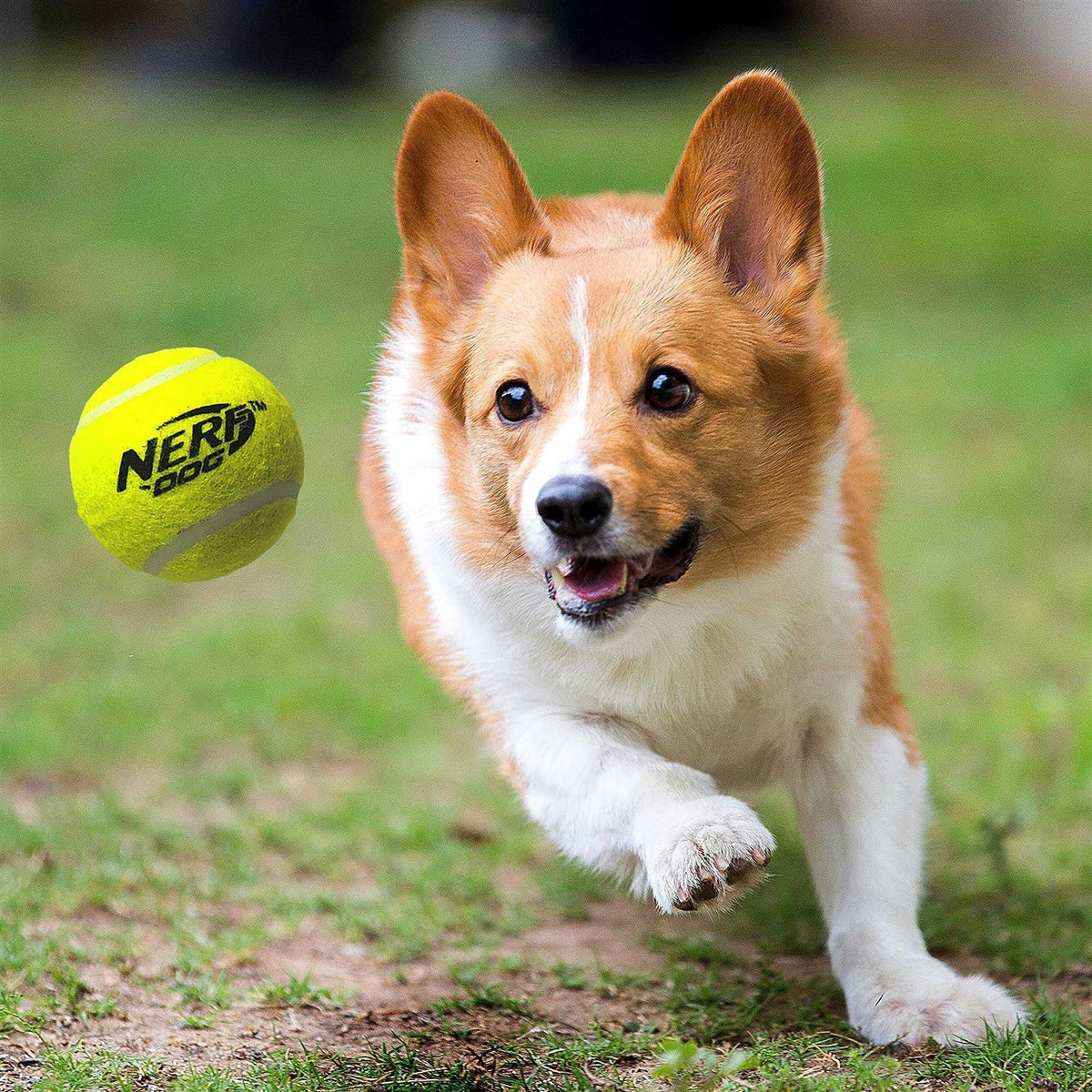 Tennis Ball Blaster Dog Toy F801635