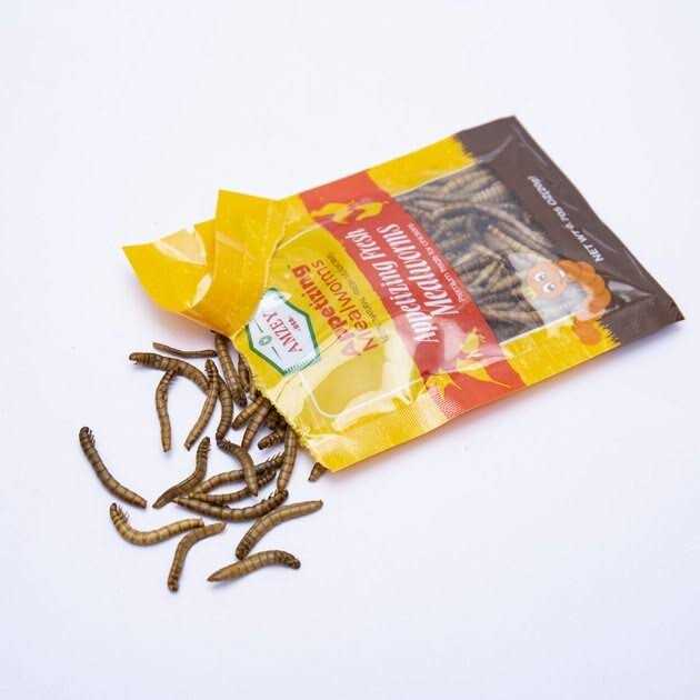 Fresh Mealworms Treats Z212568