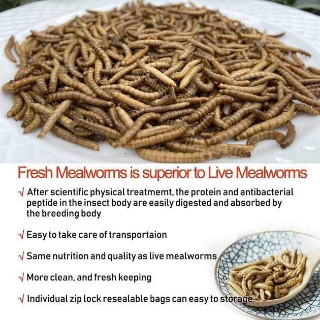 Fresh Mealworms Treats Z212568