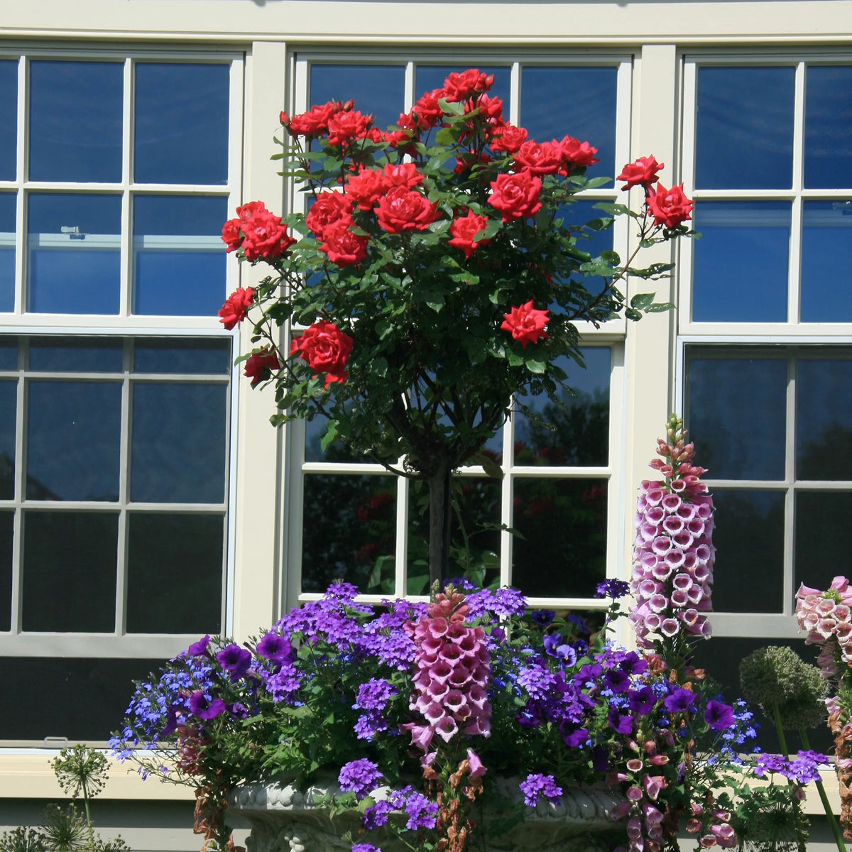Rose Plant with Cherry Red Blooms 3 Gallon I491