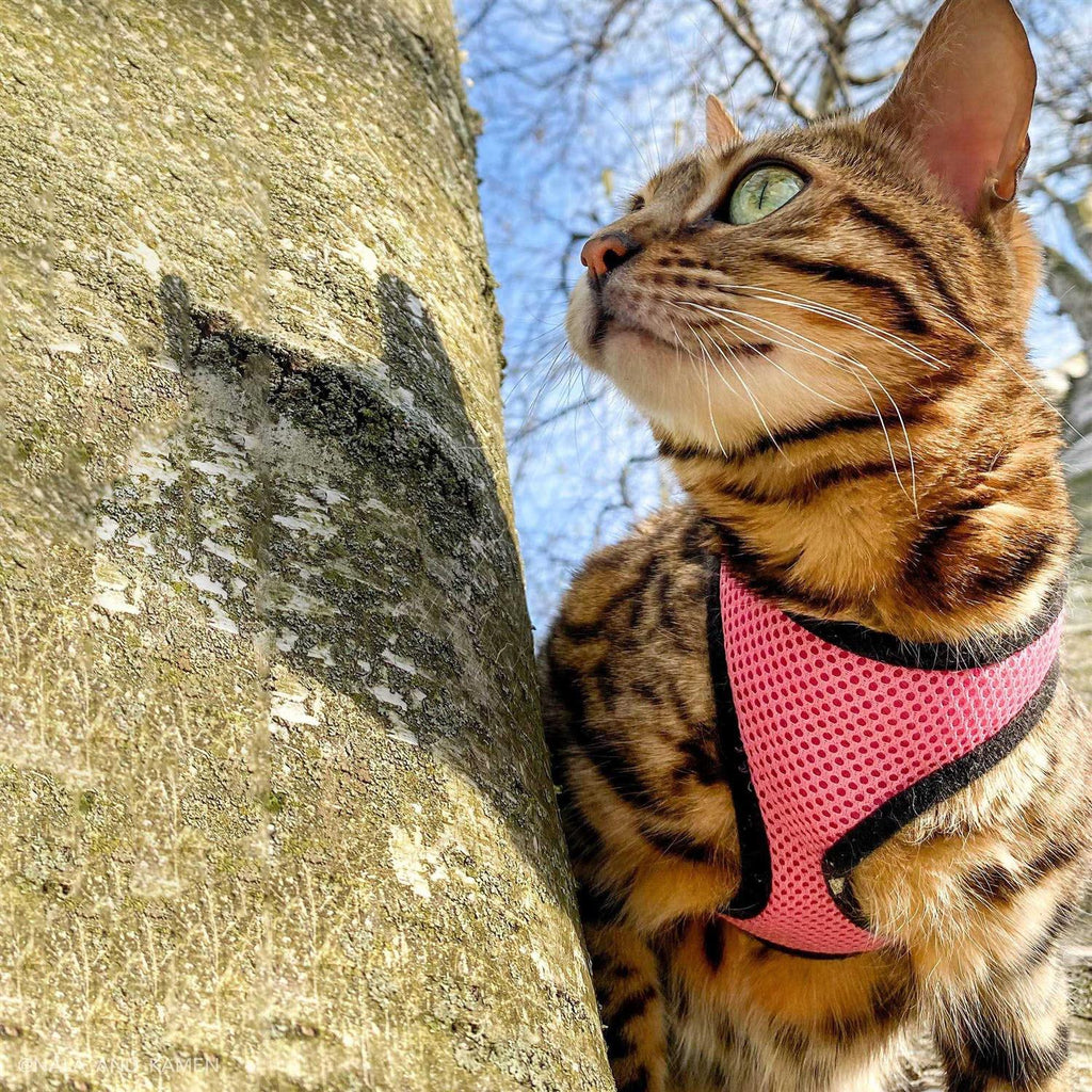 Adjustable Cat Harness with Leash X70550