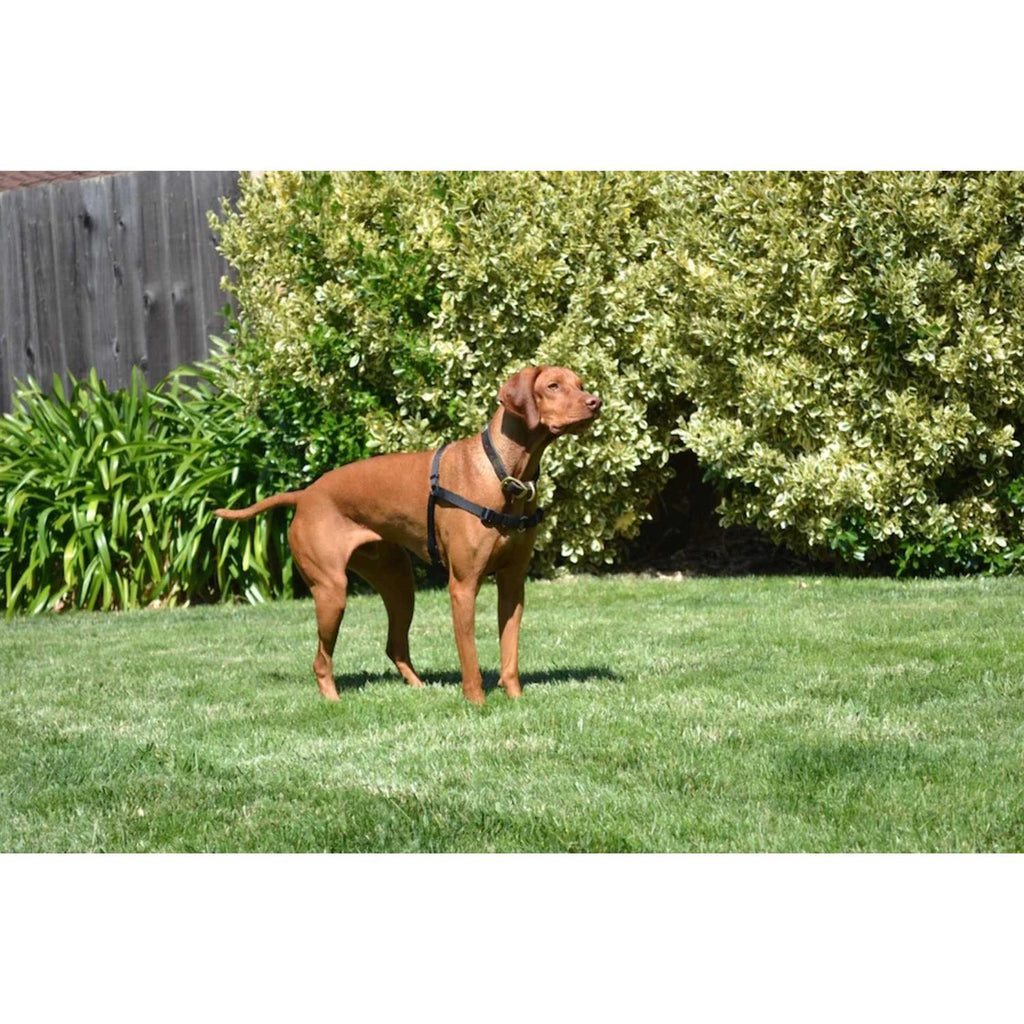 No Pull Dog Harness B234