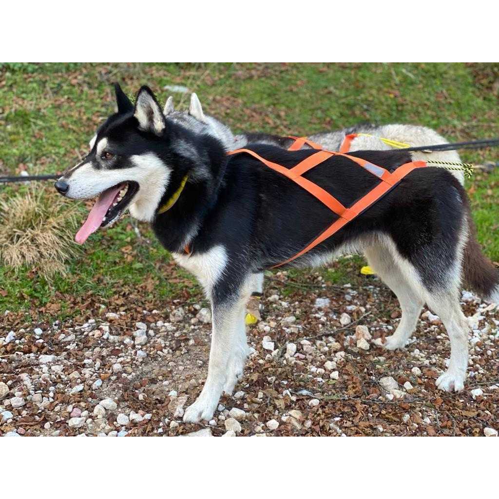 Dog Pulling Harness A568