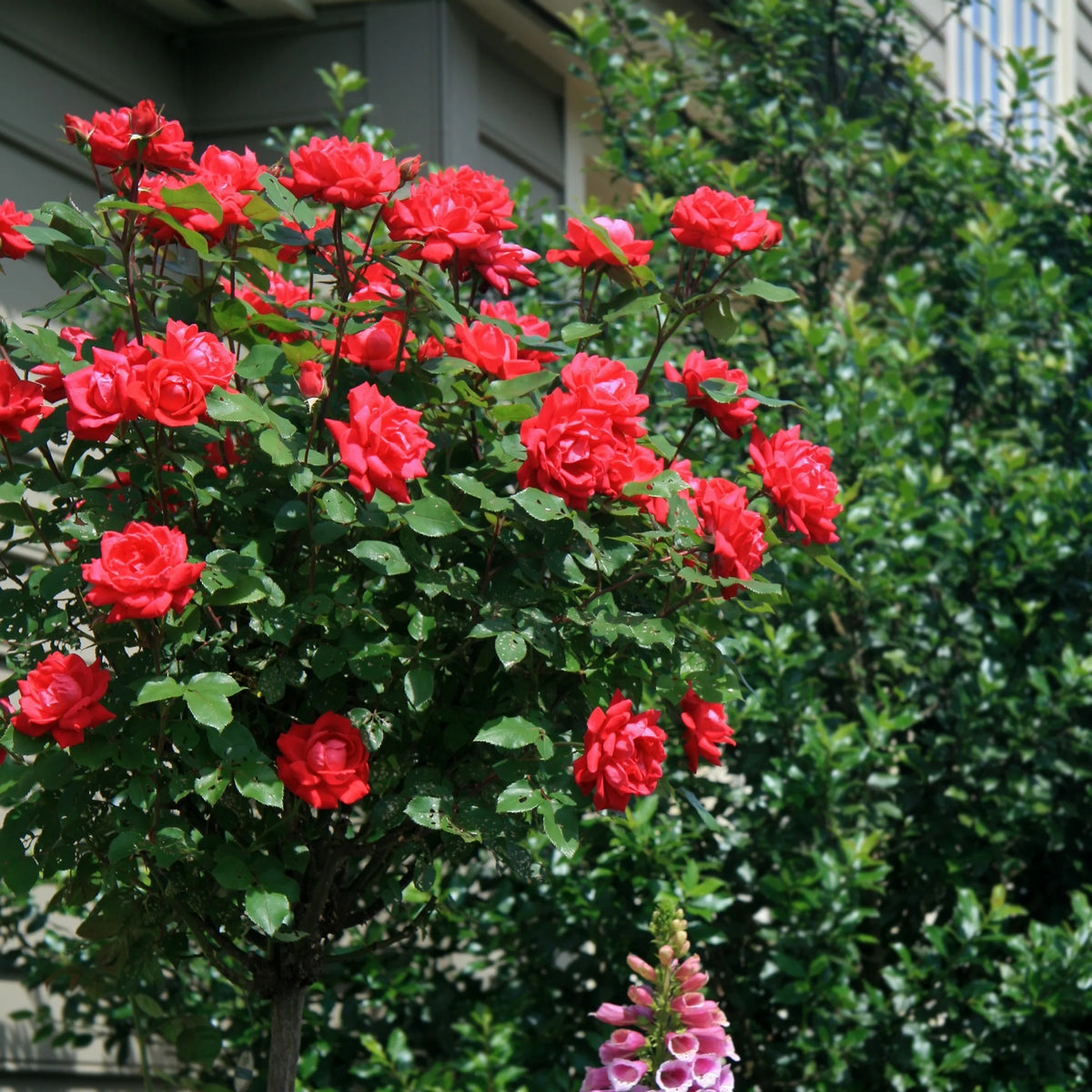 Rose Plant with Cherry Red Blooms 3 Gallon I491