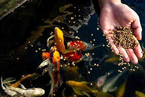 25 lbs Wheat Germ Koi and Goldfish Food K4587