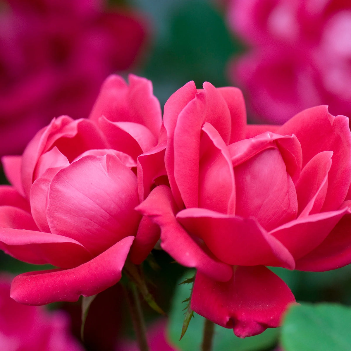 Rose Plant with Cherry Red Blooms 3 Gallon I491